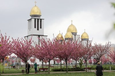 Сакури на Сихові Сакури на Сихові