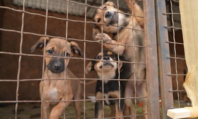 Відморожені хвости та лапи: як допомогти безпритульним тваринам у холоднечу Відморожені хвости та лапи: як допомогти безпритульним тваринам у холоднечу