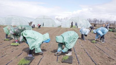 Переселенець із Каховки розвиває тепличний бізнес на Вінниччині Переселенець із Каховки розвиває тепличний бізнес на Вінниччині