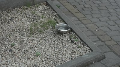 Вода, панамки та ранкові прогулянки: як дбають про тварин у спеку у Рівному Вода, панамки та ранкові прогулянки: як дбають про тварин у спеку у Рівному