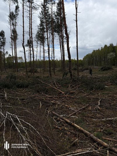 На Волині ДБР викрило схему незаконної вирубки деревини на понад 15 млн грн На Волині ДБР викрило схему незаконної вирубки деревини на понад 15 млн грн