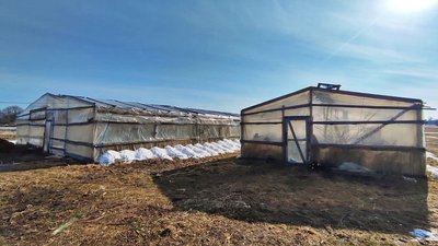 огірки у парниках огірки у парниках
