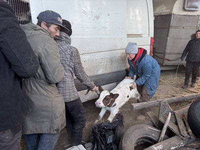 "Мотивація – врятувати життя". Харківські волонтери евакуювали з Миропілля на Сумщині ферму "Мотивація – врятувати життя". Харківські волонтери евакуювали з Миропілля на Сумщині ферму