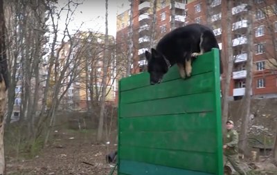 собака, кінологічний центр собака, кінологічний центр