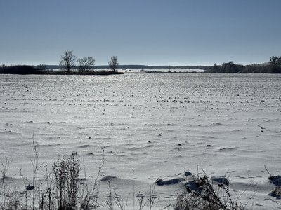 "Пшениця під льодом": як погодні умови впливають на посіви озимих культур на Полтавщині