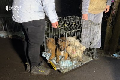 "Стоїть їдкий трупний запах": в Ізмаїлі з "чорного" розплідника вилучили десятки тварин