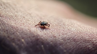 На Полтавщині зростає кількість кількість випадків хвороби Лайма: які симптоми На Полтавщині зростає кількість кількість випадків хвороби Лайма: які симптоми
