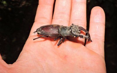 Жук-олень (Lucanus cervus), червонокнижний. Варварівське лісництво Жук-олень (Lucanus cervus), червонокнижний. Варварівське лісництво