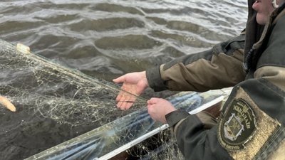 Інспектор дістає сітку з рибою з водойми Інспектор дістає сітку з рибою з водойми