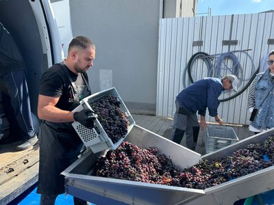 Крафтове вино, виробництво сина, виноробня, виноград, вино, Буячок, Тернопільщина, вересень 2025