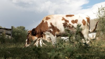 "Нікому ці корови не були потрібні": на Чернігівщині на території центру соцадаптації виявили рештки худоби