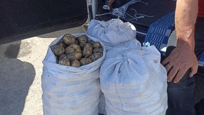 Молода картопля, продаж молодої картоплі, скільки вартує молода картопля