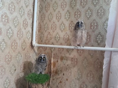 Зооволонтерка з Дніпра рятує двох совенят, які випали з гнізд Зооволонтерка з Дніпра рятує двох совенят, які випали з гнізд