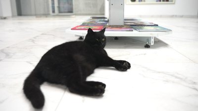 Чорний Кіт Вуглик живе в одній із книгарень Рівного. Власниця розповіла, як він до них потрапив Чорний Кіт Вуглик живе в одній із книгарень Рівного. Власниця розповіла, як він до них потрапив