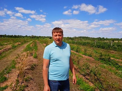 "Це не бізнес, а справа життя". Як розвивають ягідництво на Сумщині "Це не бізнес, а справа життя". Як розвивають ягідництво на Сумщині