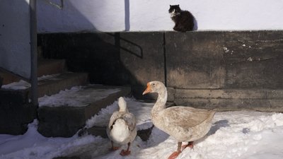 Гуси, зима, птахи, сніг Гуси, зима, птахи, сніг
