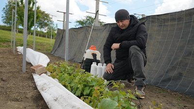 Степан Гладій, виноградник, виноград, заморозки, мороз, поради Степан Гладій, виноградник, виноград, заморозки, мороз, поради