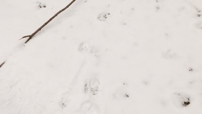 У лісах Кіровоградщини побільшало козуль, лисиць, тхорів та куниць, поменшало кабанів. Як рахували У лісах Кіровоградщини побільшало козуль, лисиць, тхорів та куниць, поменшало кабанів. Як рахували