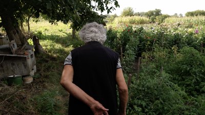 Ольга Грекул з Шипинців вирощує жоржини Ольга Грекул з Шипинців вирощує жоржини