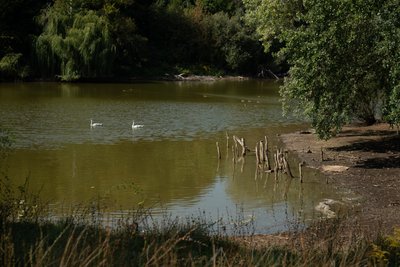 Зниження рівня води у ставку Полтавського дендропарку: що говорять фахівці Зниження рівня води у ставку Полтавського дендропарку: що говорять фахівці