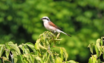 Сорокопуд терновий (Lanius collurio). Варварівське лісництво Сорокопуд терновий (Lanius collurio). Варварівське лісництво