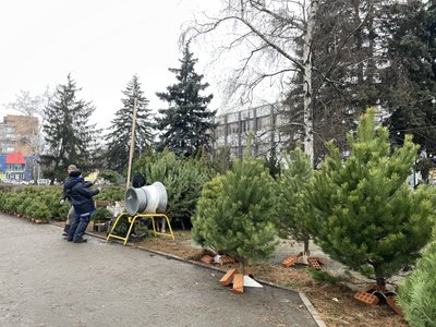 У Полтаві почали продавати новорічні ялинки: які ціни