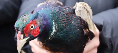 Зайці, вовки, козулі: у лісах Хмельниччини суттєво зросла кількість тварин Зайці, вовки, козулі: у лісах Хмельниччини суттєво зросла кількість тварин
