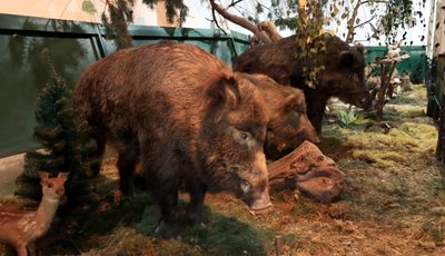 Рись із петлі, олень після ДТП і птах із дробинами: як у музеї на Волині працює таксидерміст Рись із петлі, олень після ДТП і птах із дробинами: як у музеї на Волині працює таксидерміст