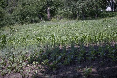 “П’ять років онуці, не знає де бабуся живе”: мешканці Загірського про життя під дронами РФ