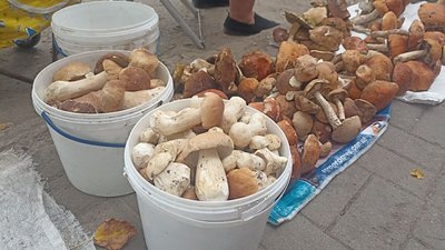 Грибний сезон на Житомирщині: що продають і за якими цінами