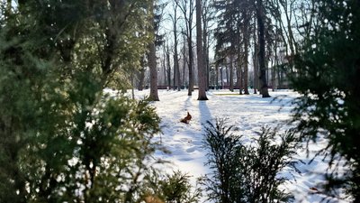 Вивірка у Центральному парку Харкова