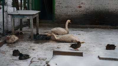 "Морози для них не страшні". Як у Сумах рятували лебедів "Морози для них не страшні". Як у Сумах рятували лебедів