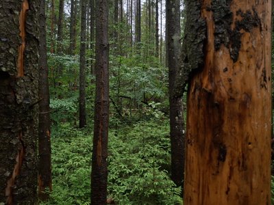 Ліс, всихання, Івано-Франківщина Ліс, всихання, Івано-Франківщина