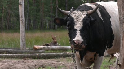 Бик на Рівненщині Бик на Рівненщині