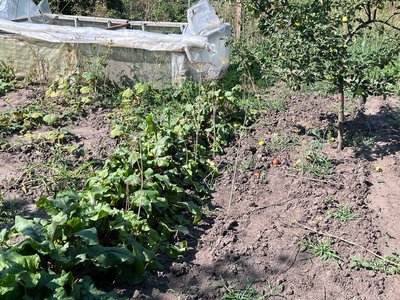 Неврожай через спеку: як на дачних масивах Луцька рятують городину