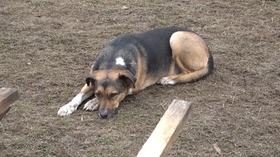 Допомагала у порятунку людей: історія собаки, яка пережила пожежу в притулку на Житомирщині Допомагала у порятунку людей: історія собаки, яка пережила пожежу в притулку на Житомирщині