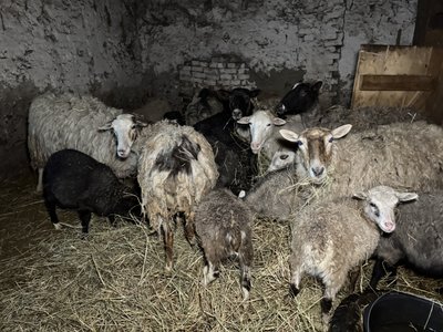 "Мотивація – врятувати життя". Харківські волонтери евакуювали з Миропілля на Сумщині ферму "Мотивація – врятувати життя". Харківські волонтери евакуювали з Миропілля на Сумщині ферму