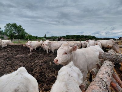 Корови породи шароле через рік після евакуації Корови породи шароле через рік після евакуації