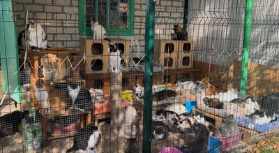 "Я хочу, щоб у кожної тваринки був свій дім": історія котоготелю у Павлограді на Дніпропетровщини "Я хочу, щоб у кожної тваринки був свій дім": історія котоготелю у Павлограді на Дніпропетровщини