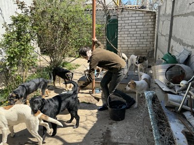 "Не буває неважливого життя". Як у Херсоні з-під обстрілів рятують чотирилапих "Не буває неважливого життя". Як у Херсоні з-під обстрілів рятують чотирилапих