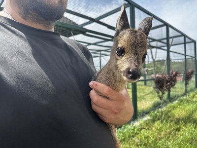 "Бігає за мною як за мамкою": як осовоюється в екопарку знайдене на Полтавщині дитинча козулі "Бігає за мною як за мамкою": як осовоюється в екопарку знайдене на Полтавщині дитинча козулі