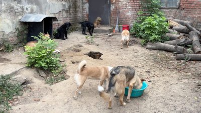 Собаки, Бурштин Собаки, Бурштин