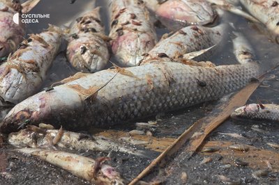 Піленгас, креветка, короп: що відомо про замори риби у Хаджибейському лимані Піленгас, креветка, короп: що відомо про замори риби у Хаджибейському лимані