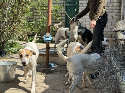 "Не буває неважливого життя". Як у Херсоні з-під обстрілів рятують чотирилапих "Не буває неважливого життя". Як у Херсоні з-під обстрілів рятують чотирилапих