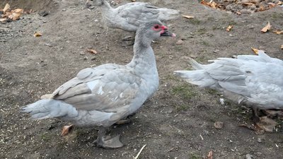 Лавандова качка — рідкісна порода з фіолетово-сірим пір'ям Лавандова качка — рідкісна порода з фіолетово-сірим пір'ям