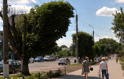 У Смілі обрізають дерева У Смілі обрізають дерева