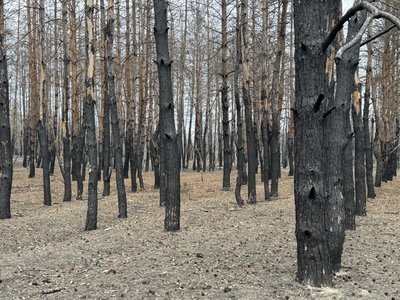 Відновлення після пожежі: на Полтавщині лісівники висаджують нові ліси