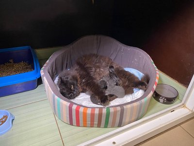 У Черкасах шукають родини для евакуйованих з фронту котів