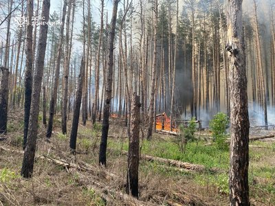 обстріли лісові пожежі Національний природний парк "Святі гори" армія РФ наслідки Святогірськ Донецька область обстріли лісові пожежі Національний природний парк "Святі гори" армія РФ наслідки Святогірськ Донецька область