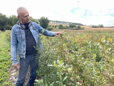 Вирощування лохини та суниці на Полтавщині: чи вигідний бізнес Вирощування лохини та суниці на Полтавщині: чи вигідний бізнес